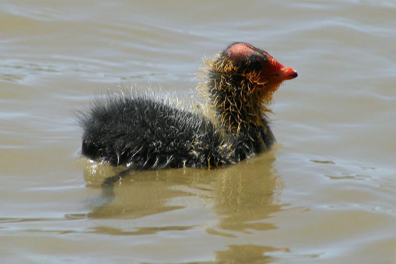 bleshoender kuiken.jpg - Bleshoender kuiken